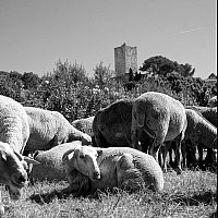 Moutons et la Tour Bermond